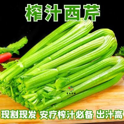 【当季热销】寿光西芹现割去叶榨汁新鲜西芹水果芹菜汁多筋少安辽