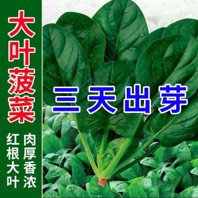 超耐热夏播王菠菜种子种籽高产春籽种夏季秋季四季蔬菜孑波菜夏子