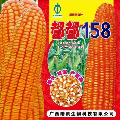 原装南方玉米都都158杂交玉米种子株高265cm穗高105cm2斤装