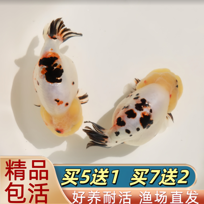 兰寿潘氏金鱼波妞观赏鱼鱼苗活鱼淡冷水好养耐活红白招财熊猫