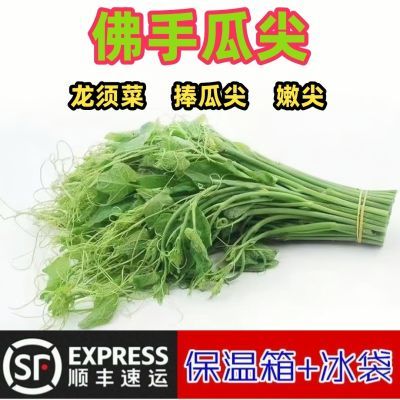 顺丰包邮贵州农家自种捧瓜尖佛手瓜嫩尖丝瓜尖龙须菜新鲜发货时令