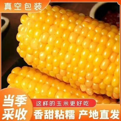 【厂家 直发】东北糯玉米黄玉米玉米棒真空包装非转基因粗粮代餐