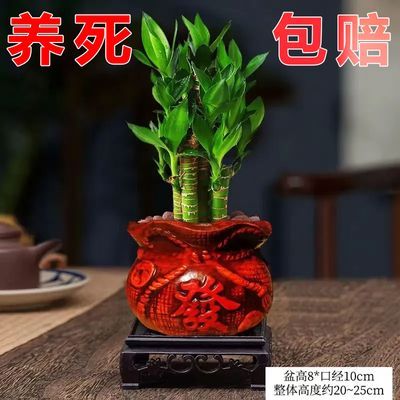 桌面步步高升富贵竹转运节节高土培盆栽室内旺宅客厅通用除甲醛