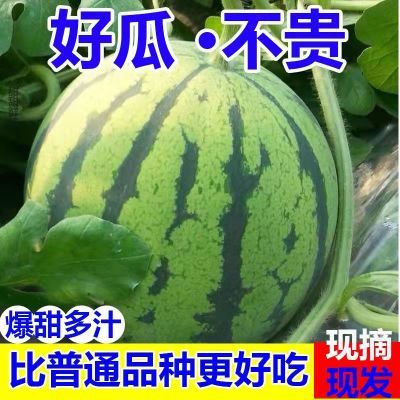 【现摘现发】麒麟超甜薄皮大西瓜应季8424新鲜水果一整箱批发