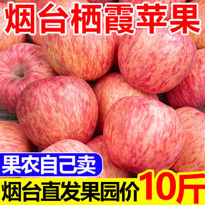 【烟台苹果】正宗山东栖霞红富士苹果脆冰糖心新鲜水果批发一整箱
