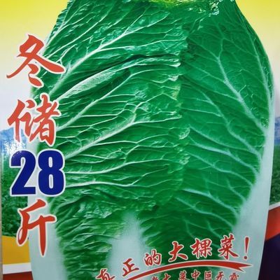 冬储28斤大白菜种子东北冬储大白菜腌菜白菜种子黄白心四季半包心