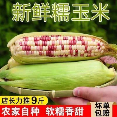 花糯玉米新鲜现摘糯玉米批发粘玉米棒非水果玉米