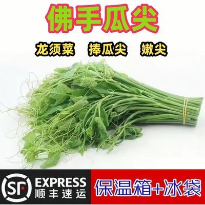 顺丰包邮新鲜蔬菜捧瓜尖贵州野菜佛手瓜尖洋瓜尖便宜龙须菜嫩尖