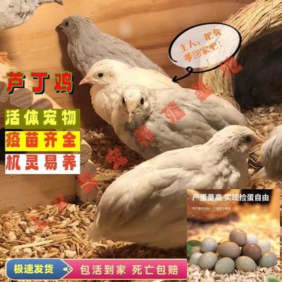 【火爆热销】网红芦丁鸡成年下蛋小鸡萌宠阳台宠物每天观赏迷你鸡