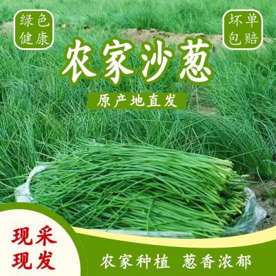 新鲜当季野生沙葱西北特产沙葱下饭菜保温箱保鲜凉拌时令绿色蔬菜