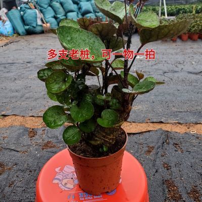 金钱兜盆栽招财植物钱多多福禄桐办公室桌面绿植室内客厅四季常青