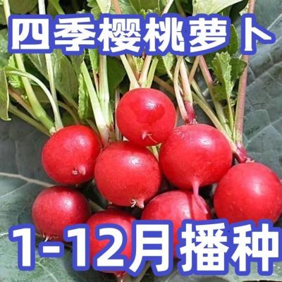 四季樱桃萝卜水果萝卜生吃红皮白肉小萝卜脆甜多汁新鲜蔬菜阳台