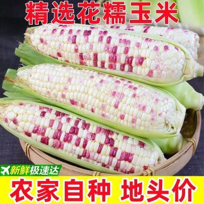 广西特产新鲜现摘花糯玉米甜糯玉米棒农家粘玉米苞谷