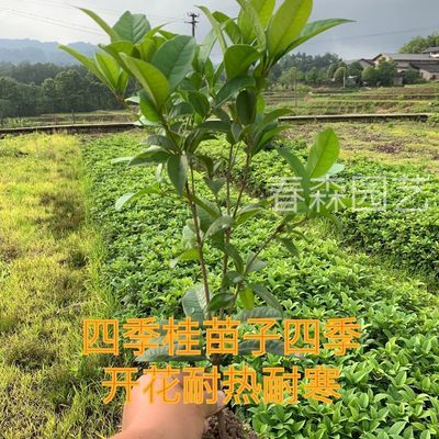 桂花树苗四季桂月月桂盆栽地栽四季飘香庭院小区工程绿化小苗阳台