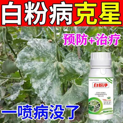 白粉病全治甜瓜黄瓜葡萄蔬菜锈病专治白粉病专用药特效杀菌剂