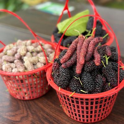 桑葚樱桃小番茄草莓采摘篮0.9-10斤圆形水果塑料手提杨梅蓝莓