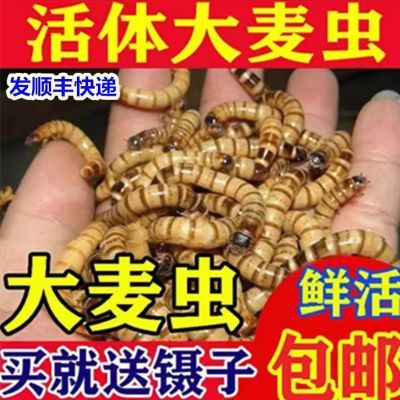 大麦虫活大麦虫一斤特价面包虫金龙鱼八哥乌龟仓鼠鸟食爬宠物饲料