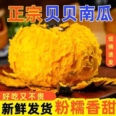 【正宗贝贝南瓜】现摘现发粉糯南瓜香甜宝宝辅食黑金贝贝新鲜现摘