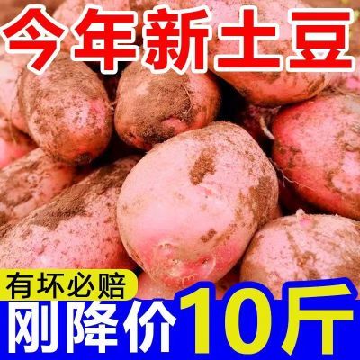 【今日优选】云南新鲜红皮大土豆农家自种大洋芋现挖马铃薯蔬菜