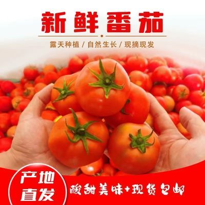 正宗整箱普罗旺斯西红柿水果西红柿新鲜现摘生吃沙瓤番茄时令当季