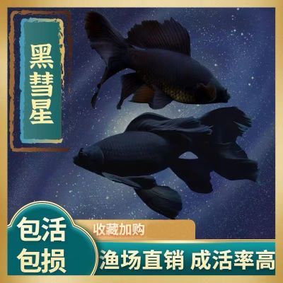 黑彗星蝴蝶鲤长尾黑金锦鲤镇宅观赏鱼墨蝶鱼短身冷水好养招财包活