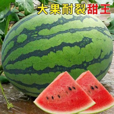 新鲜西瓜坏果包赔当季8424冰糖麒麟薄皮西瓜新鲜水果超甜应季包邮