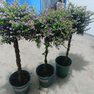 辫子棒棒糖四季开花阳台庭院好养带花苞发货室外绿植花卉大全优惠商品图片