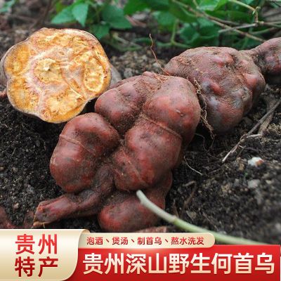 贵州何首乌深山野生新鲜食用生首乌煲汤泡茶洗发泡酒纯天然何首乌