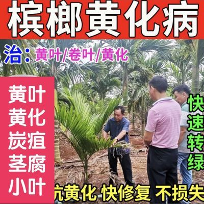 槟榔黄化病专用菌剂槟榔黄叶黄斑黄龙病抗病杀菌黄叶转绿海南专用