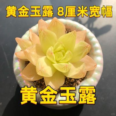 黄金玉露十二卷玉露四季好养多肉室内绿黄金菊大玉露聚财发财黄色