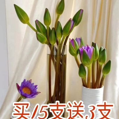 睡莲花苞鲜花批发办公室家用供佛插花水养切花养植观音莲水培花室