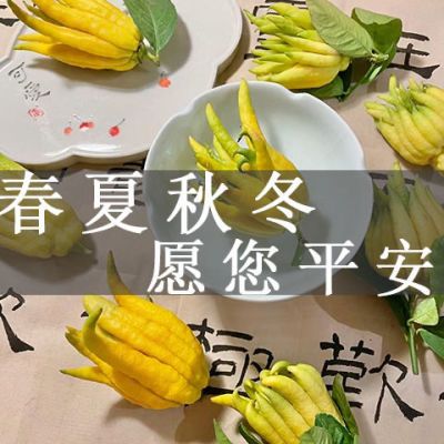 新鲜佛手柑办公室客厅招财绿植可食用水果香橼佛手柑水培佛手果