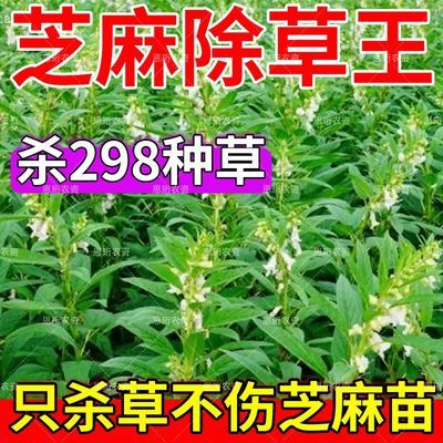 芝麻苗后专用除草剂打芝麻草斩草除根芝麻地封闭除草剂安全不伤苗