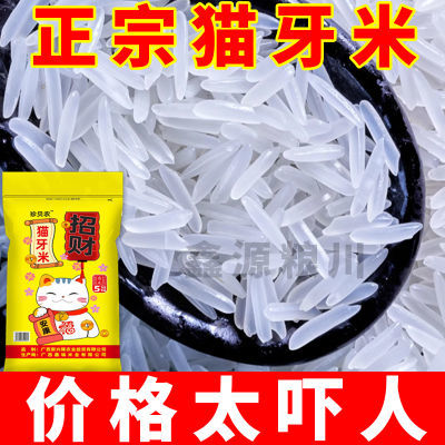 20斤猫牙米新米晚稻丝苗米煲仔饭蛋炒饭猫牙米煮饭1斤大米批发