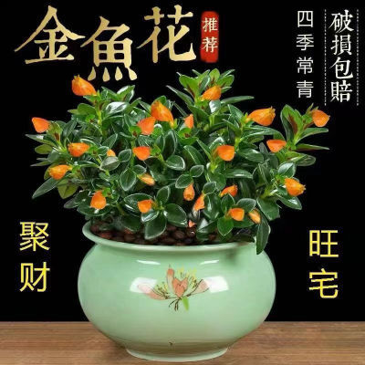 【驱蚊驱虫】金鱼吊兰盆栽绿植花卉净化空气吸甲醛室内绿植盆栽