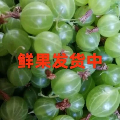 灯笼果(鹅莓、醋栗)鲜果,果干果酱东北特产,零食,产地直销!