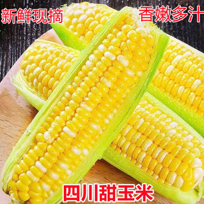 四川玉米新鲜现摘水果玉米脆甜糯玉米农家甜玉米当季孕妇时令蔬菜