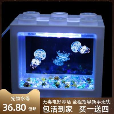 宠物水母活物桌面观赏好看无毒海洋精灵活物赤月海月养水母全套