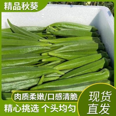 秋葵新鲜福建漳州时令秋葵蔬菜鲜嫩农家当季露天种植秋葵脆优选