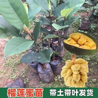 干苞榴莲蜜果树苗黄肉红肉四季大果菠萝蜜苗正品嫁接苗带土带叶