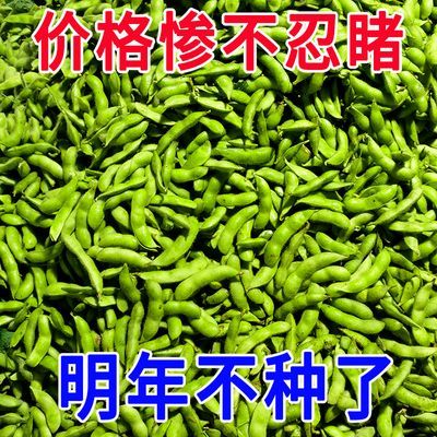 毛豆新鲜带壳青豆嫩黄豆生大豆豆荚商用凉拌本地农家豆子时令蔬菜