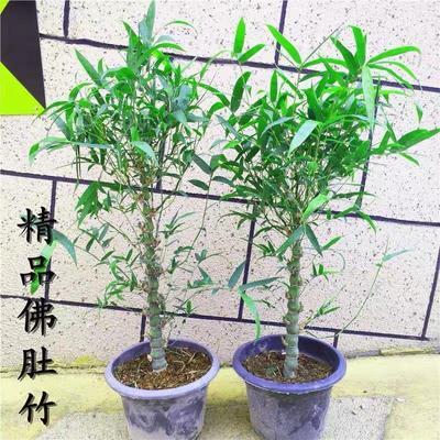 佛肚竹盆栽佛竹罗汉竹小型矮化盆景葫芦竹阳台室内观赏绿植竹子苗