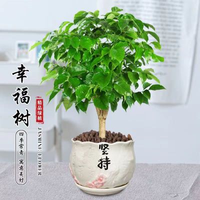 绿宝幸福树盆栽平安发财树植物客厅室内四季常绿桌面绿植花卉盆景