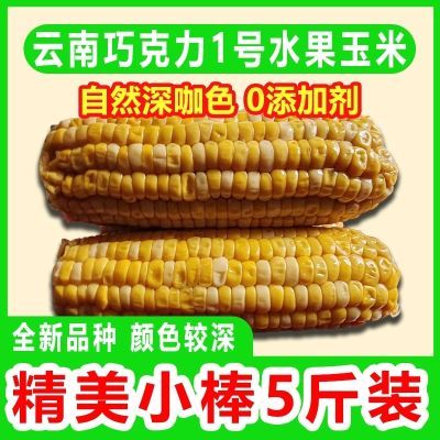 水果玉米即食玉米云南巧克力1号深咖色免煮甜玉米0添加代餐零食