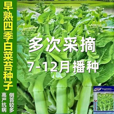 四季早熟白菜苔种子耐热白菜心种籽可多次采收高产抗病蔬菜种孑子