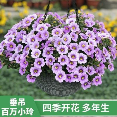 【矮牵牛盆栽带花发货】矮牵牛盆栽阳台易爆牵牛花长花卉舞春花