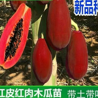 【结果快】木瓜苗南方种植黄金红心红皮大青水果木瓜苗四季矮化苗