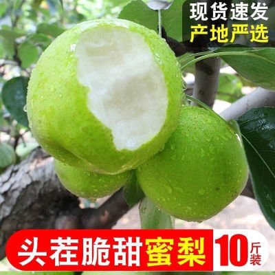 【现货速发】陕西早酥梨青皮梨子应季新鲜水果脆甜薄皮多汁青梨