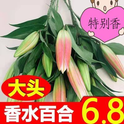 大头香水百合水养插花团购家居云南昆明基地直发大头多头百合花