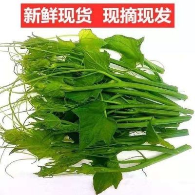 顺丰包邮贵州高山农家自种佛手瓜尖捧瓜尖龙须菜时令蔬菜丝瓜尖